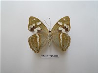 藏品(金鎧蛺蝶)的圖片